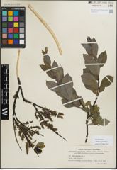 Foto von Salix myrsinifolia Salisb.
